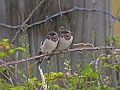 swallows, barn swallows, briti-6